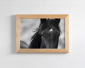Wild Black Horse Portrait