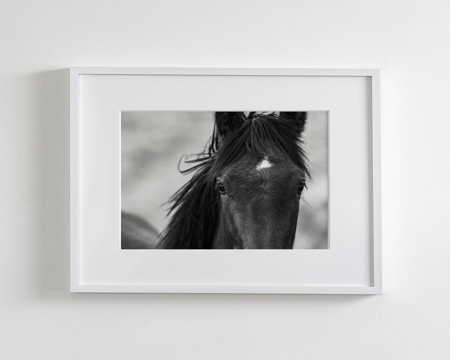 Wild Black Horse Portrait