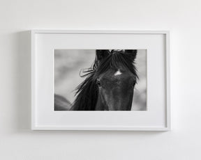 Wild Black Horse Portrait
