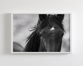 Wild Black Horse Portrait