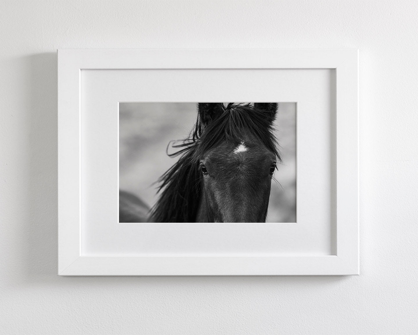 Wild Black Horse Portrait