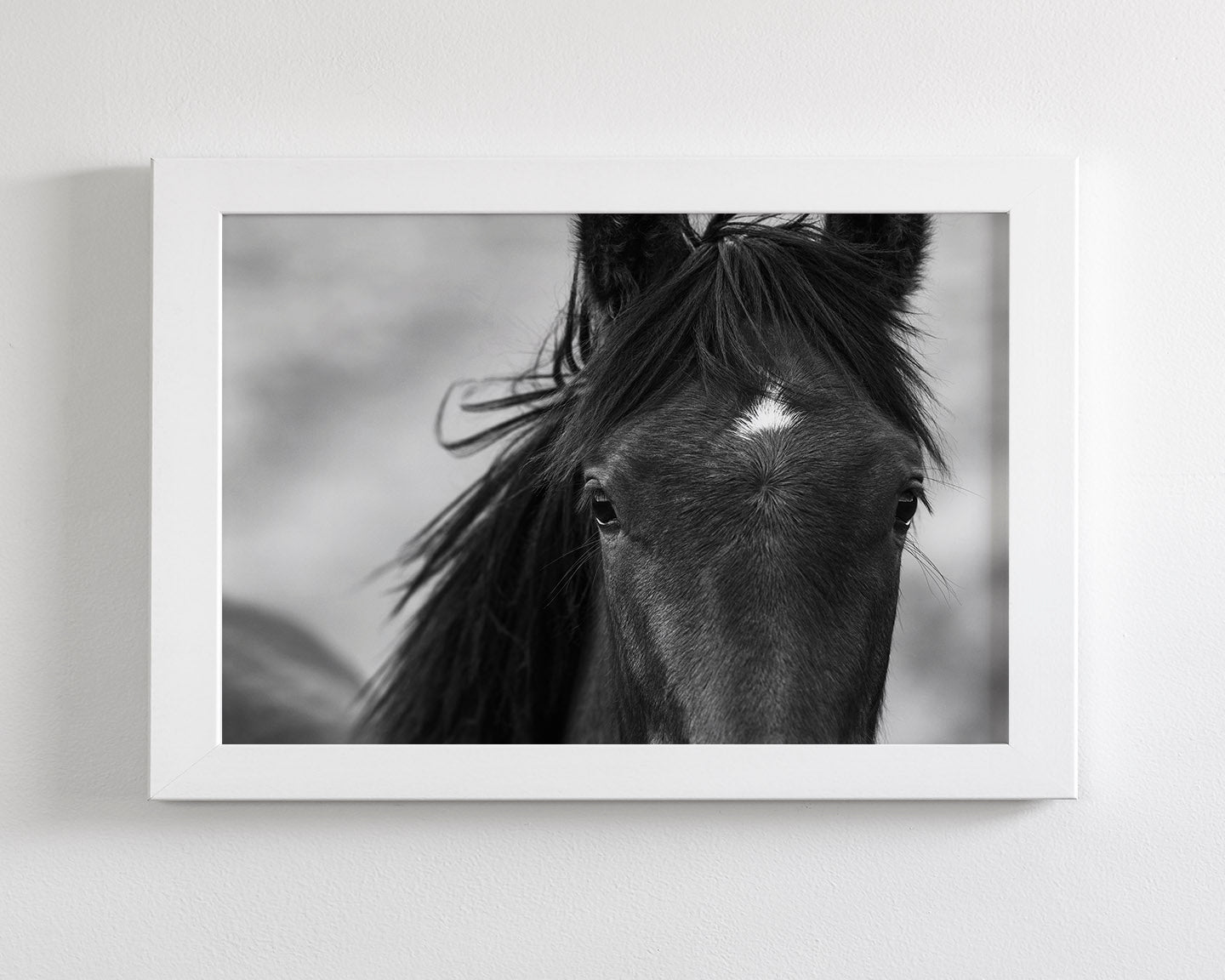 Wild Black Horse Portrait