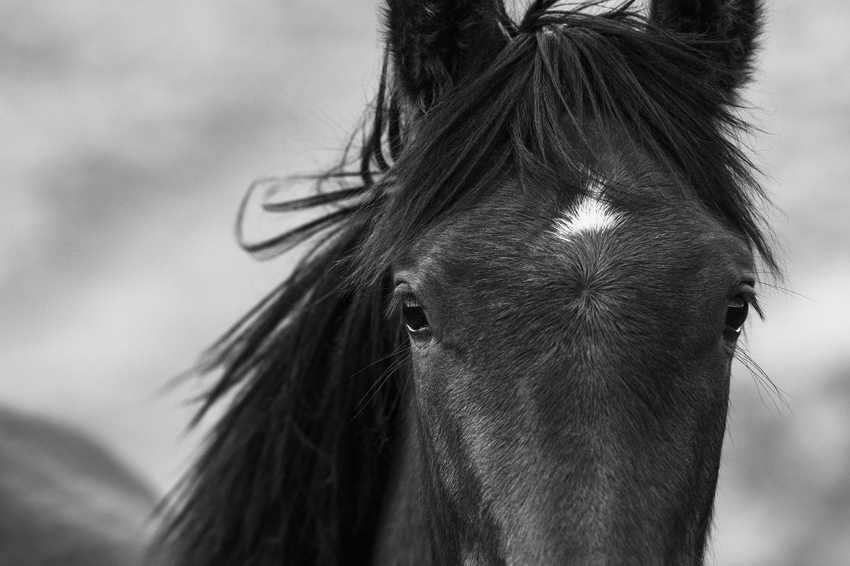 Wild Black Horse Portrait