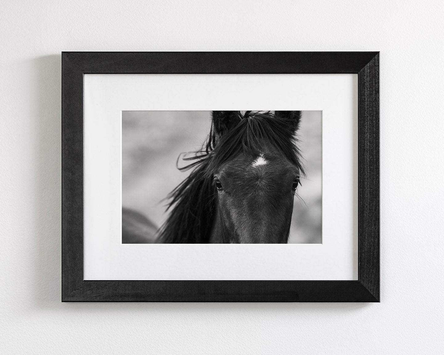 Wild Black Horse Portrait