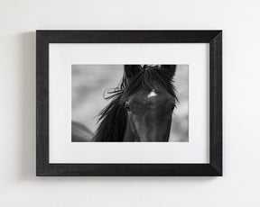 Wild Black Horse Portrait