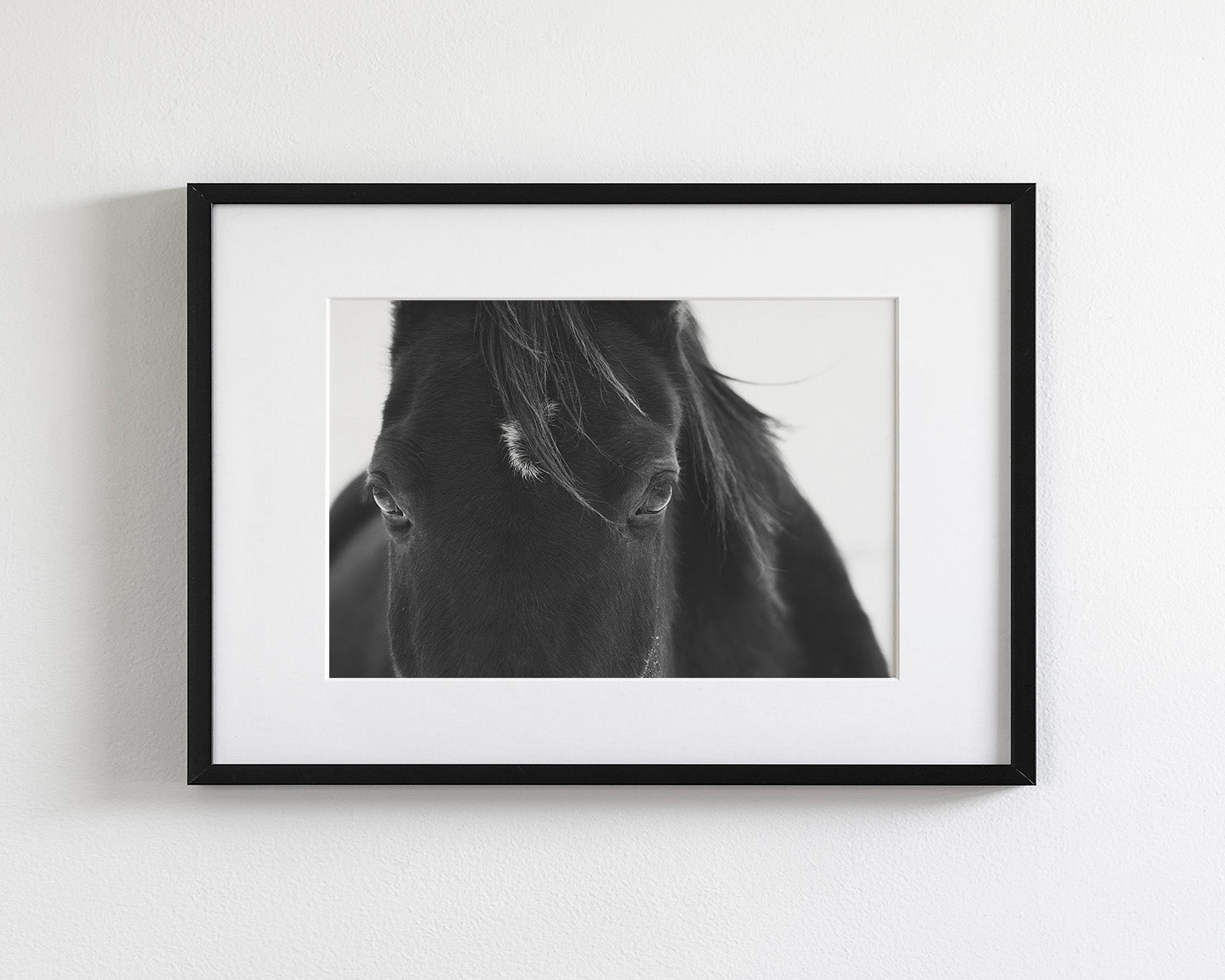 Black Horse Stare