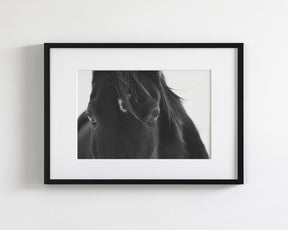 Black Horse Stare