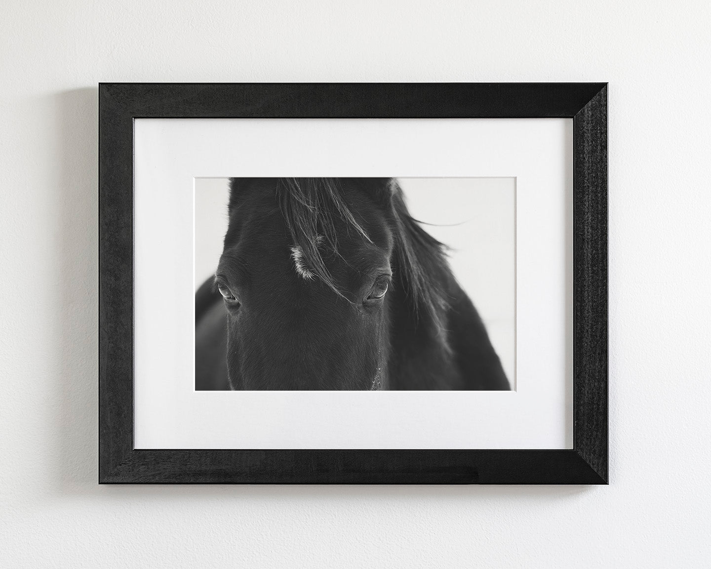Black Horse Stare