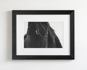 Black Horse Stare
