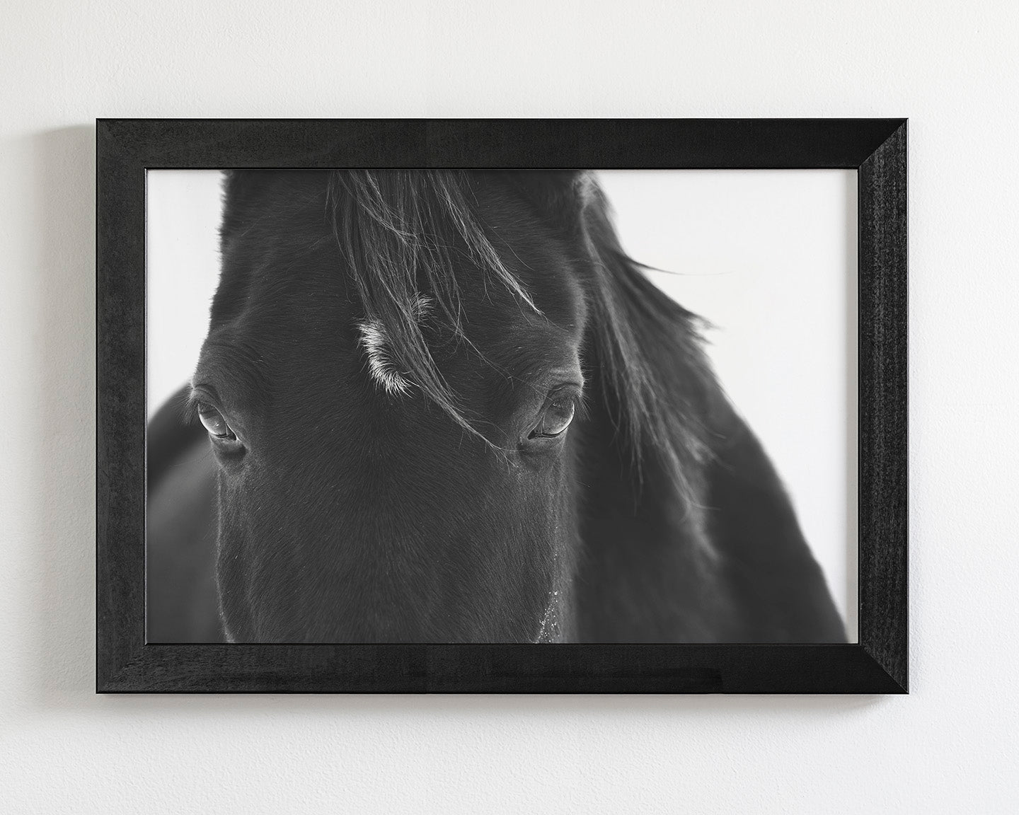 Black Horse Stare