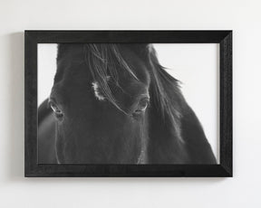 Black Horse Stare