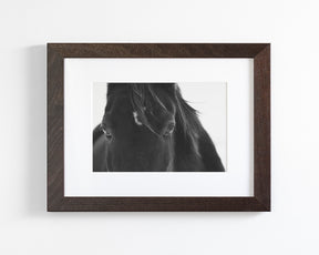 Black Horse Stare