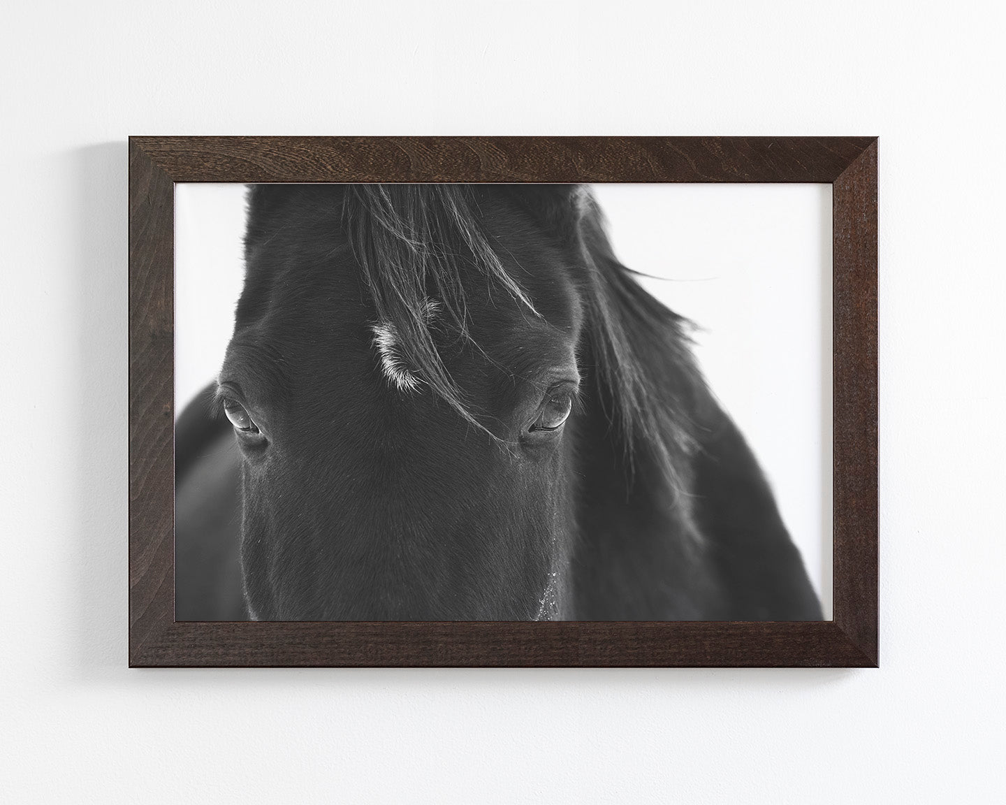 Black Horse Stare
