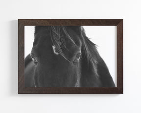 Black Horse Stare