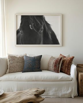 Black Horse Stare