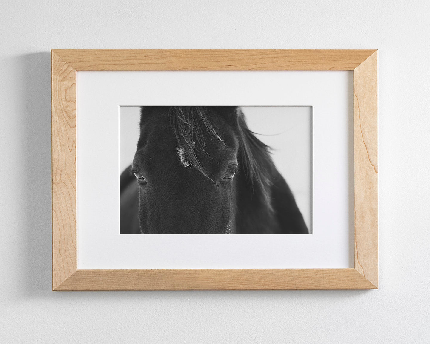 Black Horse Stare