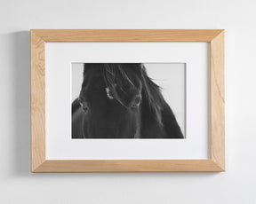 Black Horse Stare