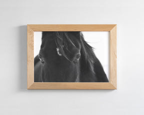 Black Horse Stare
