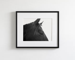 Black Horse Profile
