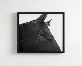 Black Horse Profile