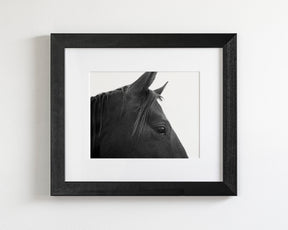 Black Horse Profile