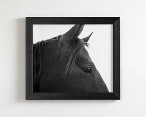 Black Horse Profile