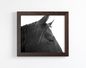 Black Horse Profile