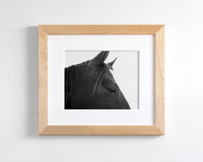 Black Horse Profile