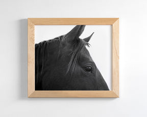 Black Horse Profile