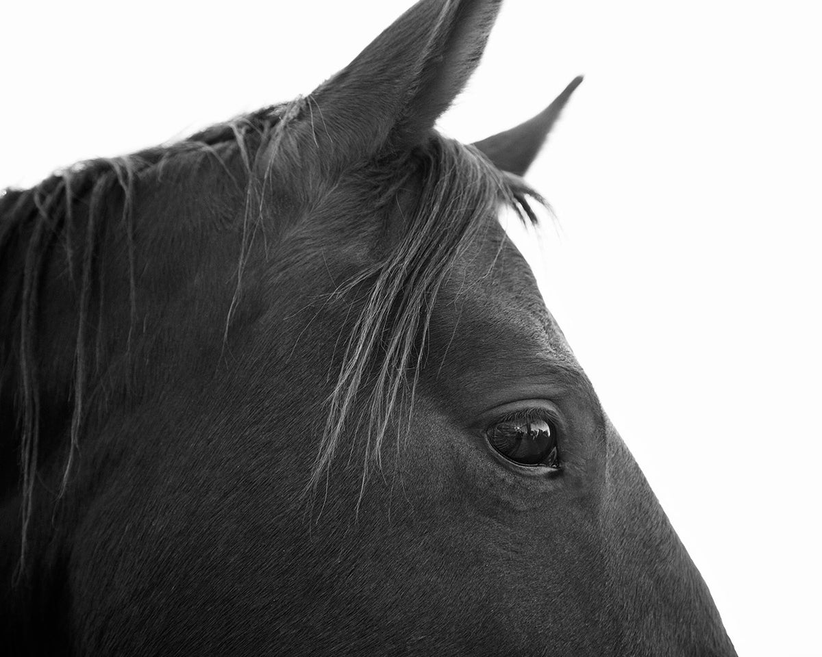 Black Horse Profile