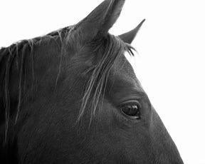 Black Horse Profile