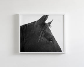 Black Horse Profile