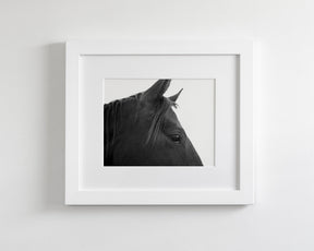 Black Horse Profile