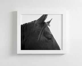 Black Horse Profile