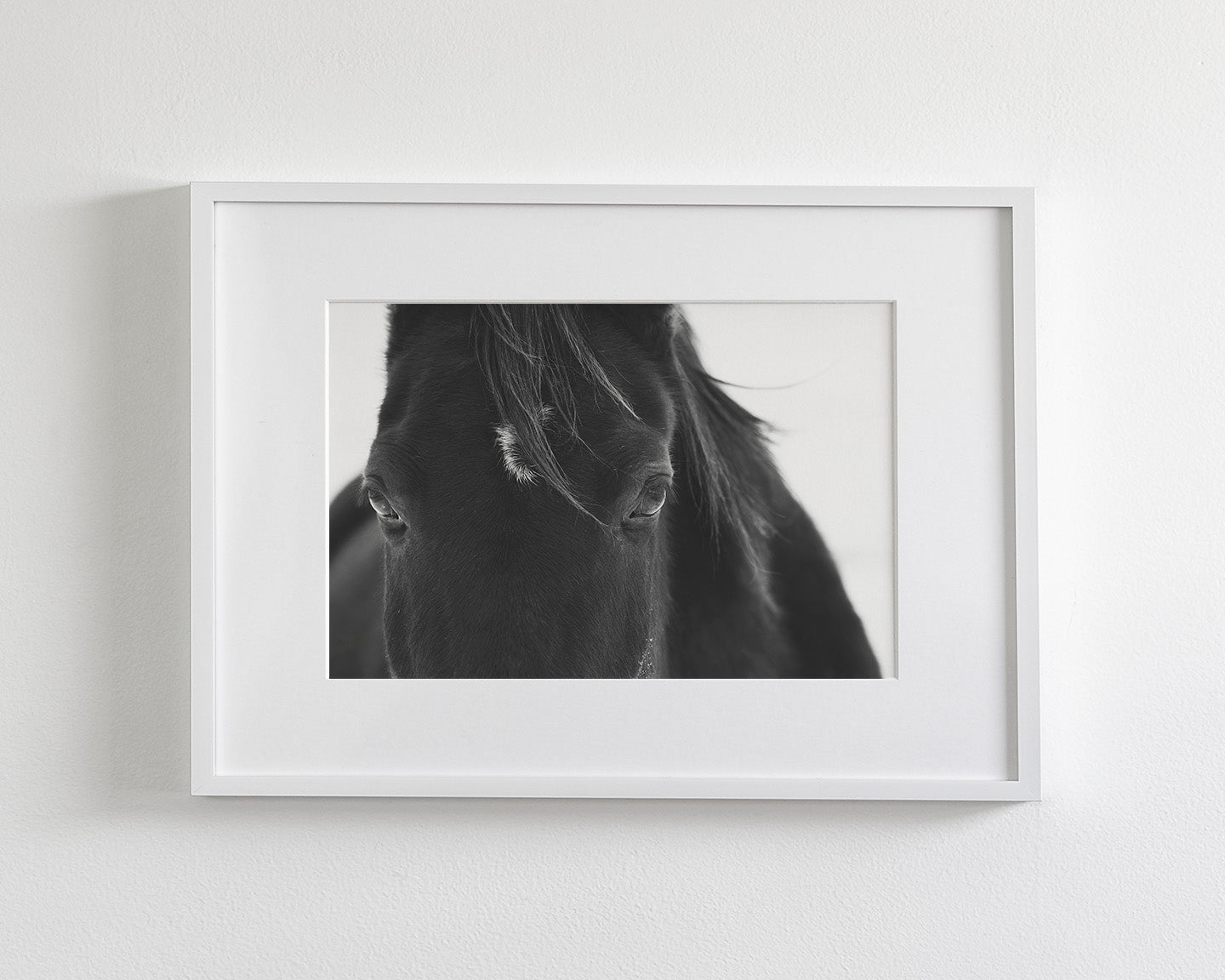 Black Horse Stare