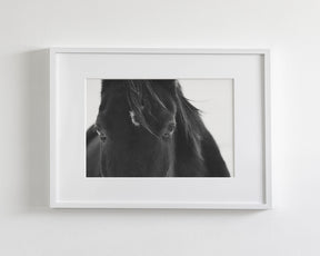 Black Horse Stare