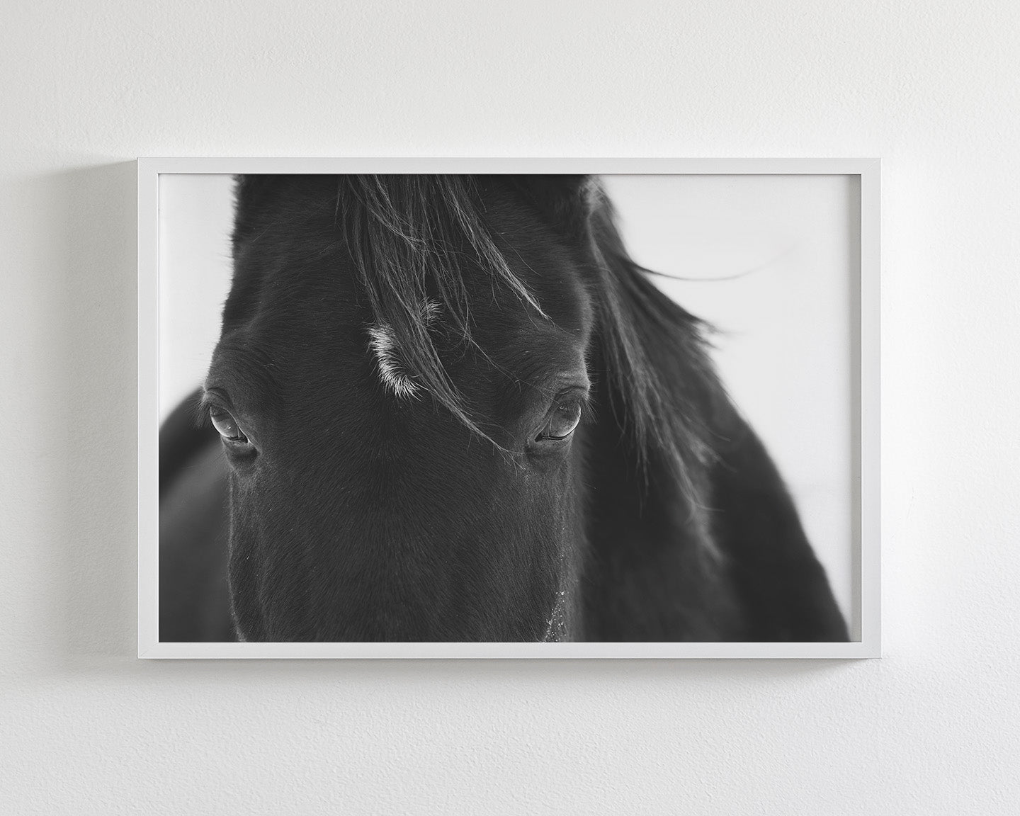 Black Horse Stare