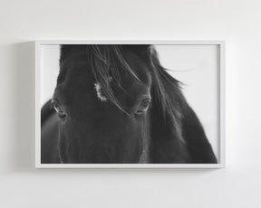 Black Horse Stare