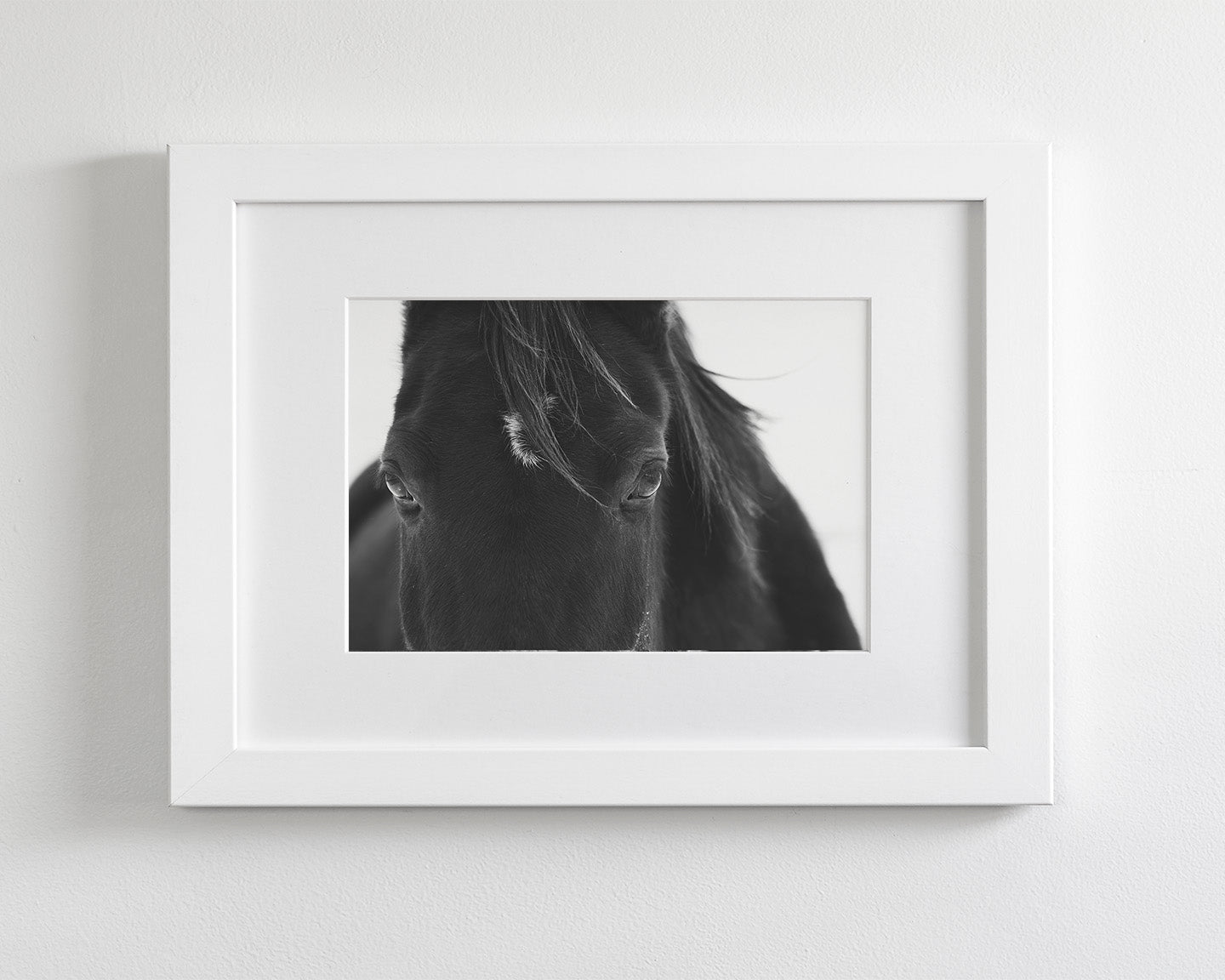 Black Horse Stare