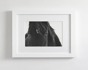 Black Horse Stare