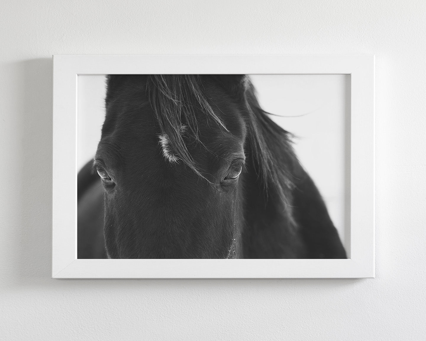 Black Horse Stare