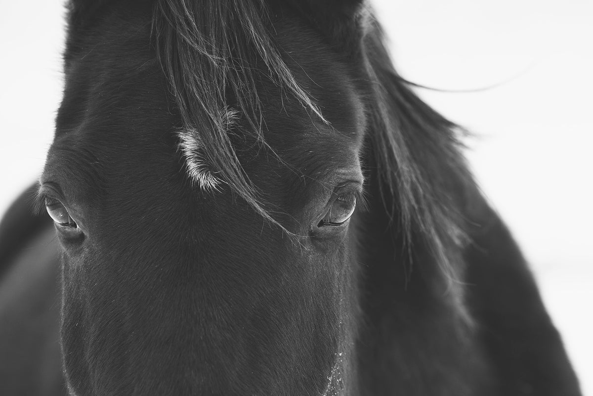 Black Horse Stare