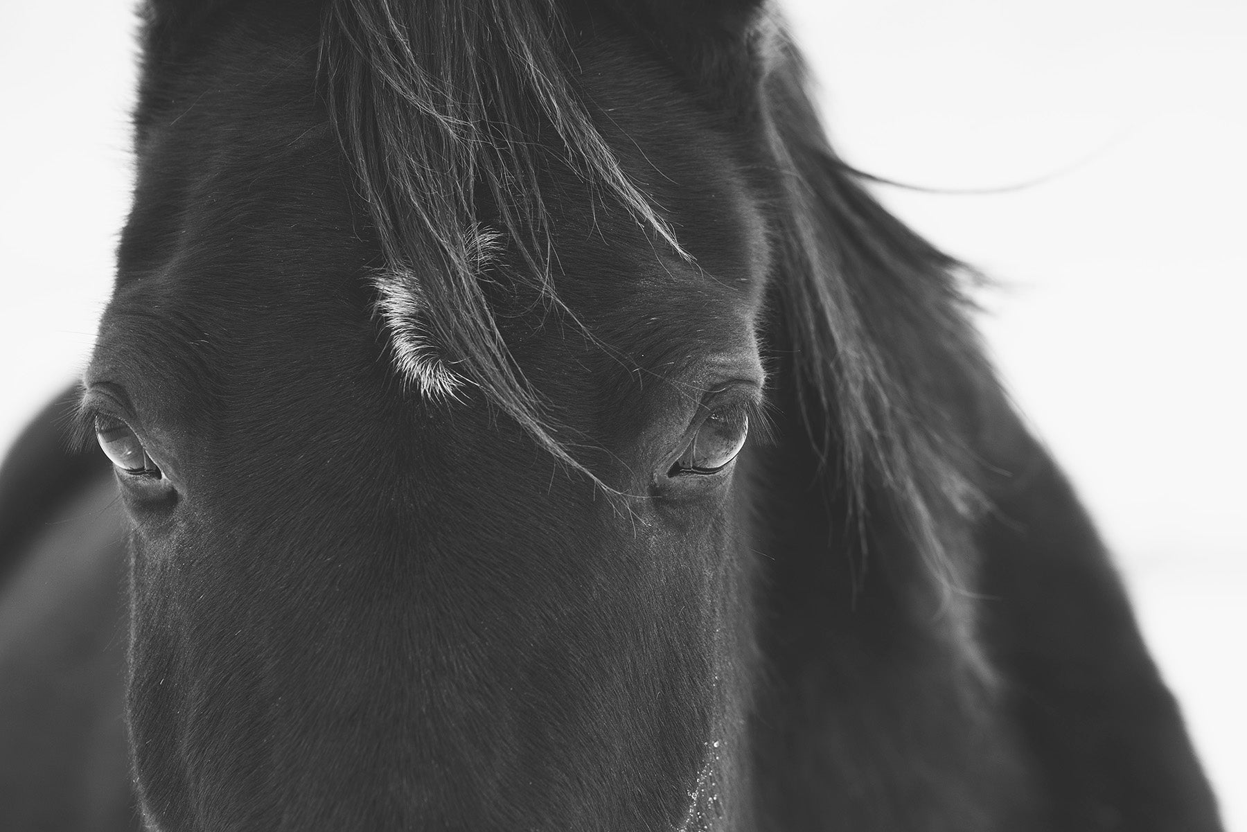 Black Horse Stare