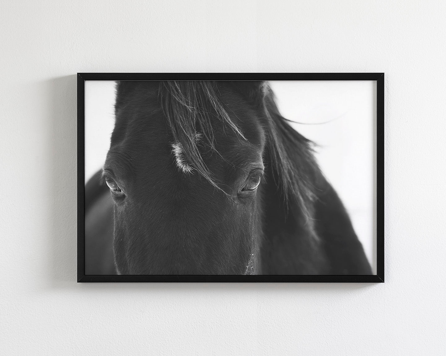 Black Horse Stare