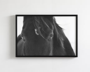 Black Horse Stare