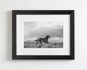Black Stallion Run