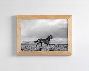 Black Stallion Run