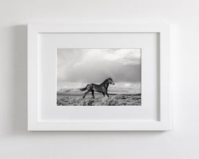 Black Stallion Run
