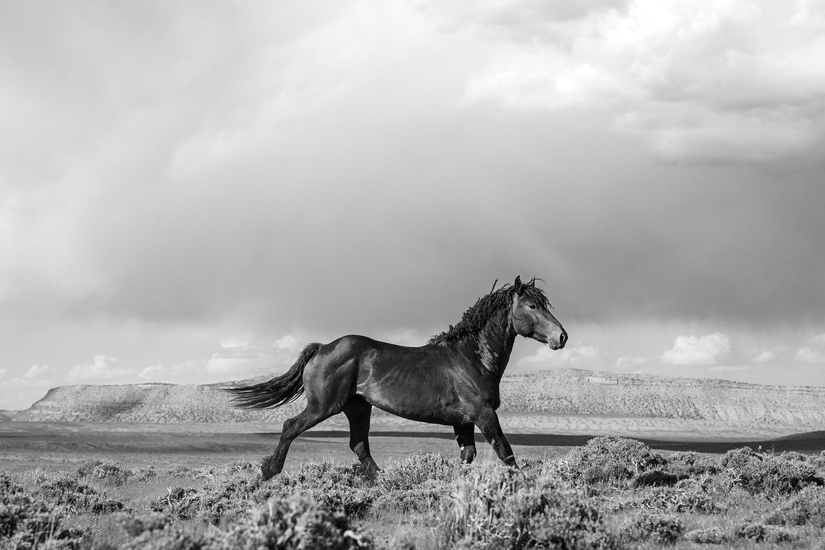 Black Stallion Run
