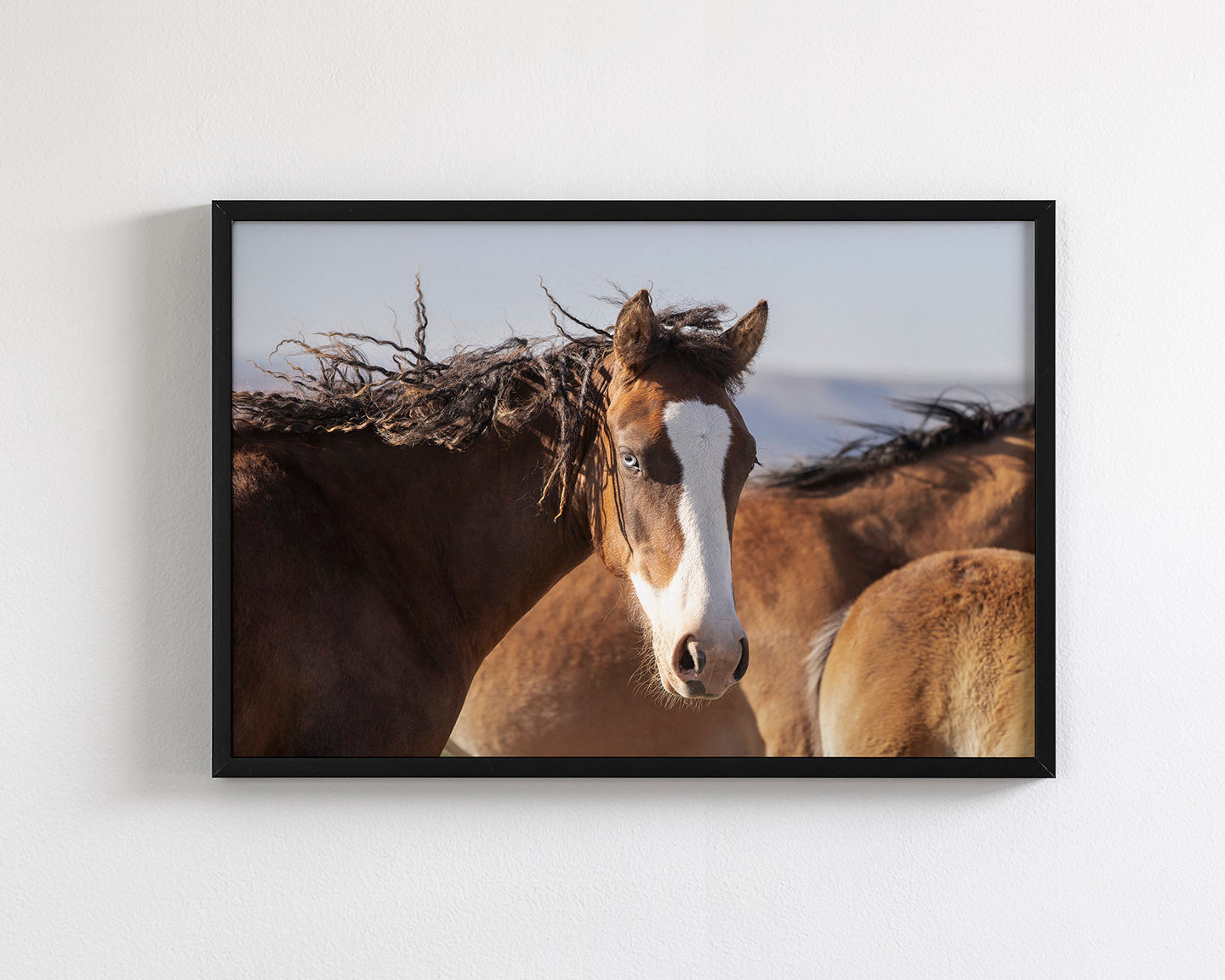 Curly, Blue Eyed Mare